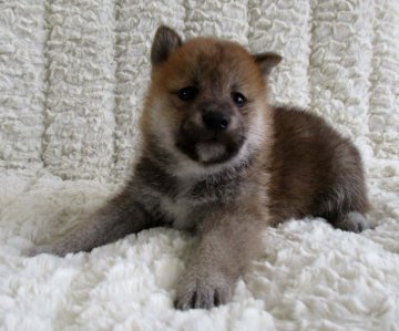 柴犬(標準サイズ)【福島県・男の子・2020年8月5日・赤柴】の写真「健康優良児！元気です！」