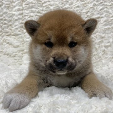 柴犬(標準サイズ)【福島県・女の子・2024年8月15日・赤柴】の写真「健康優良児！元気です！」