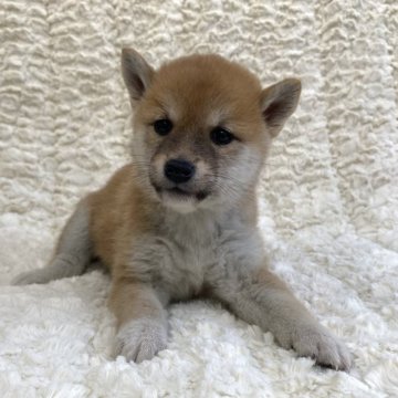 柴犬(豆柴)【福島県・女の子・2024年8月21日・赤柴】の写真「健康優良児！元気です！」