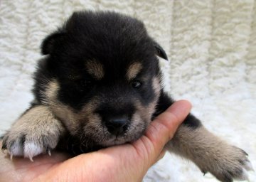柴犬(標準サイズ)【福島県・女の子・2020年8月5日・黒柴】の写真「健康優良児！元気です！」