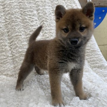 柴犬(標準サイズ)【福島県・女の子・2024年6月25日・赤柴】の写真「健康優良児！元気です！」