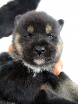 柴犬(標準サイズ)【福島県・男の子・2020年8月5日・黒柴】の写真「健康優良児！元気です！」