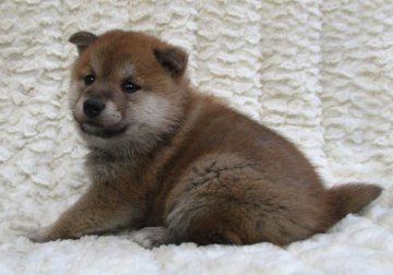 柴犬(標準サイズ)【福島県・女の子・2019年10月7日・赤】の写真「健康優良児もっこもこ兄弟！」