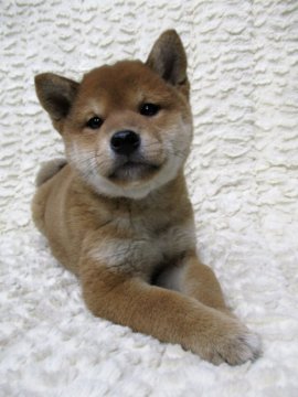 柴犬(標準サイズ)【福島県・男の子・2019年11月8日・赤】の写真「健康優良児！三銃士兄弟♡」