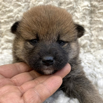 柴犬(標準サイズ)【福島県・男の子・2022年4月27日・赤柴】の写真「健康優良児！元気です！」