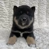 柴犬(標準サイズ)【福島県・男の子・2024年1月17日・黒柴】の写真1