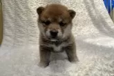 柴犬(標準サイズ)【福島県・女の子・2024年4月4日・赤柴】の写真2