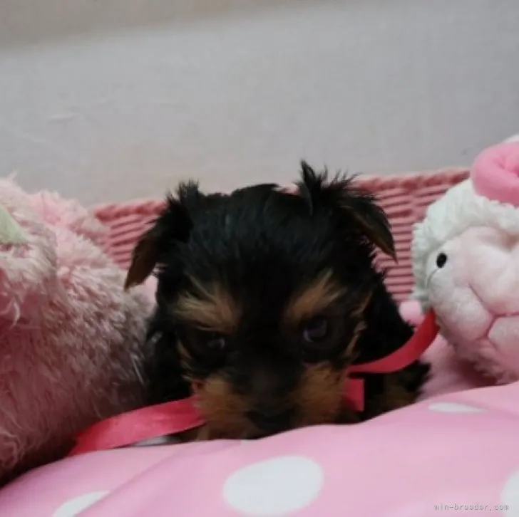 ヨークシャーテリア【大阪府・女の子・2023年4月13日・スティールブルータン】の写真1「可愛い女の子です。」