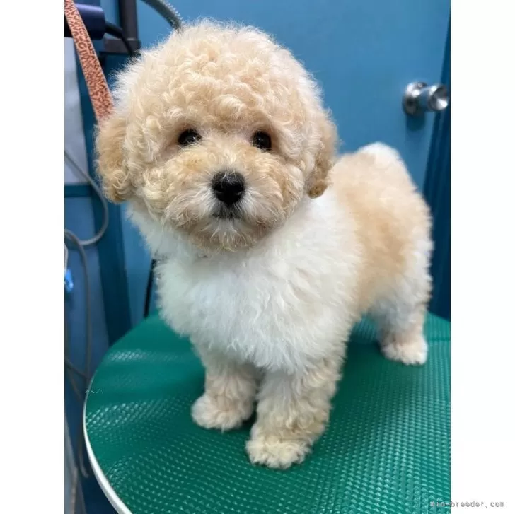 ID：2412-07768の子犬