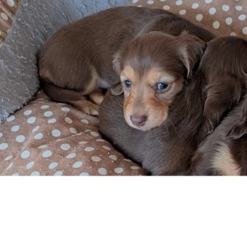 チョコレート系のミニチュアダックスフンドの子犬を探す
