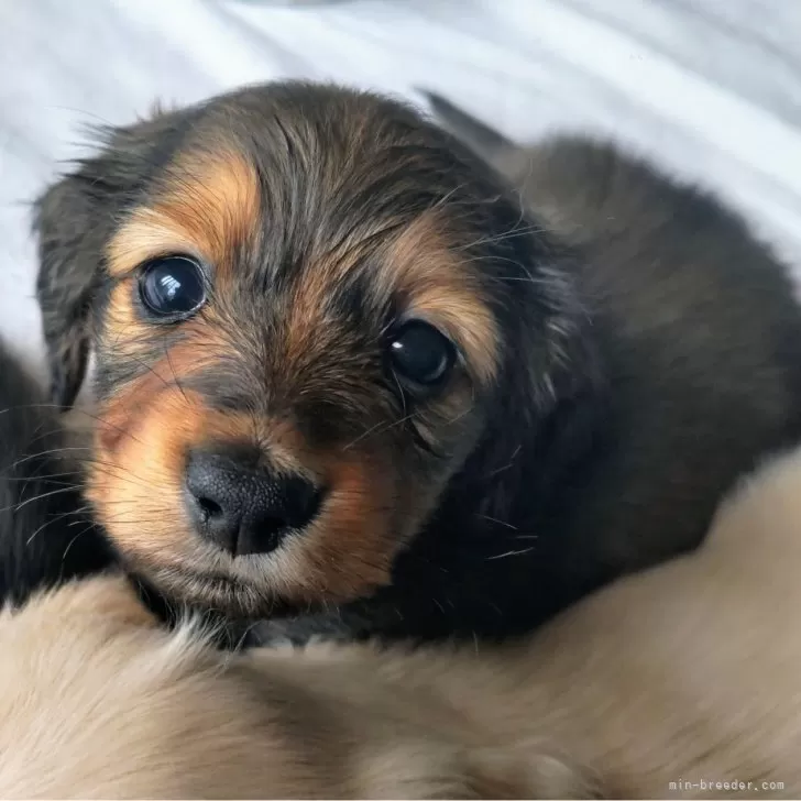 ID：2405-06400の子犬