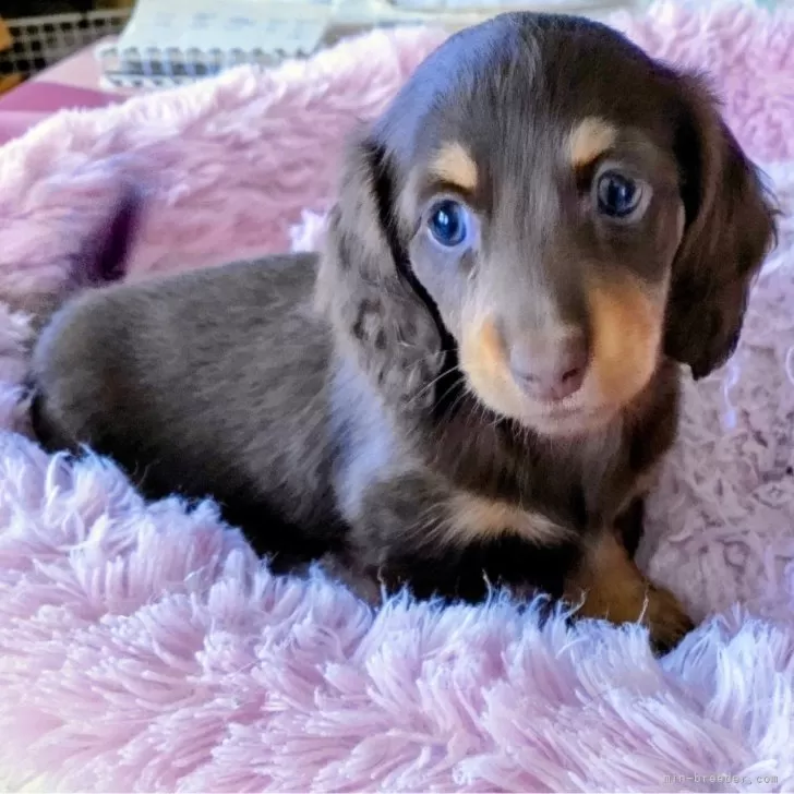 ID:2404-02800の子犬