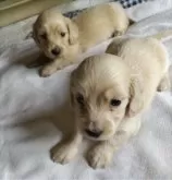 ミニチュアダックスフンド(ロング)【山形県・男の子・2024年4月20日・イエロー】の写真5