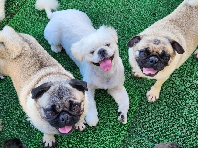 初山真実子ブリーダー