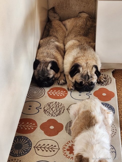 初山真実子ブリーダーのブログ：仲良しうずひよ姉妹🐽🍒🐽