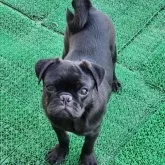 パグ【栃木県・男の子・2025年4月7日・ブラック】の写真3