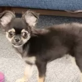 チワワ(ロング)【栃木県・男の子・2025年7月27日・ブラック&タン】の写真5