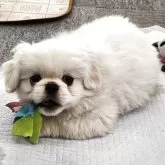 ペキニーズ【栃木県・男の子・2025年10月27日・ホワイト】の写真7
