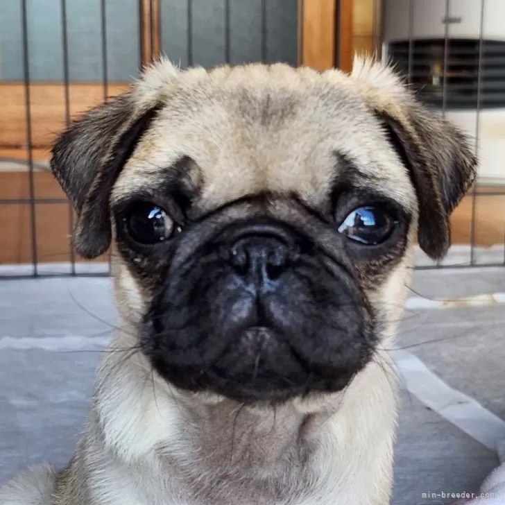 J.M 様のお迎えした子犬