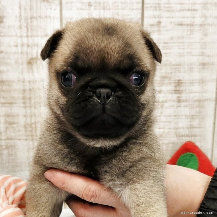 ブリーダー画像