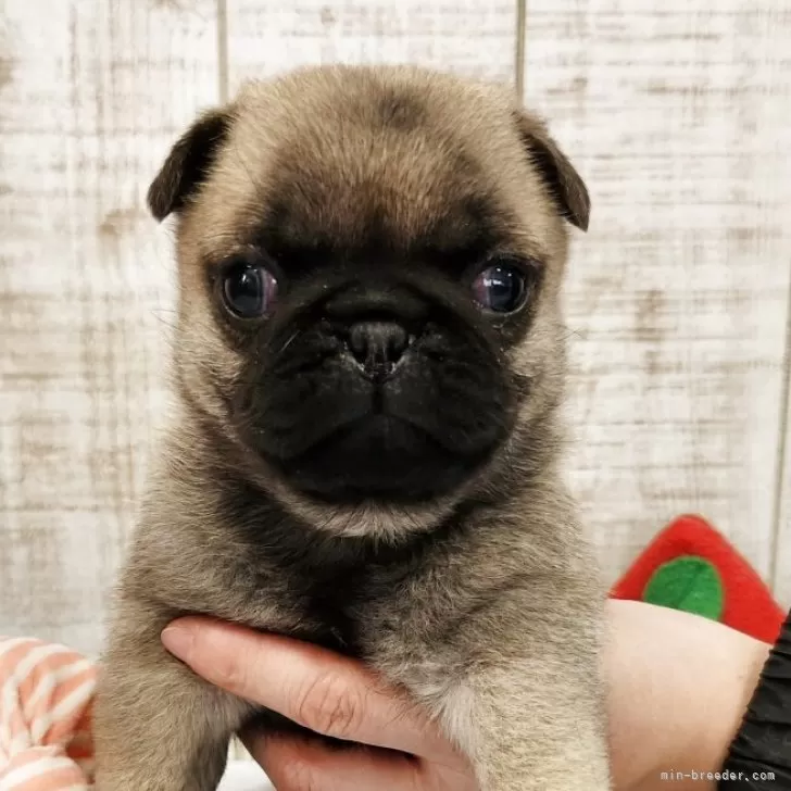 パグ【栃木県・女の子・2025年10月15日・フォーン】の写真1