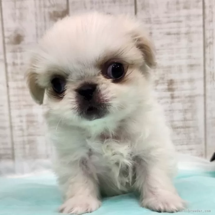 ID：2503-04267の子犬