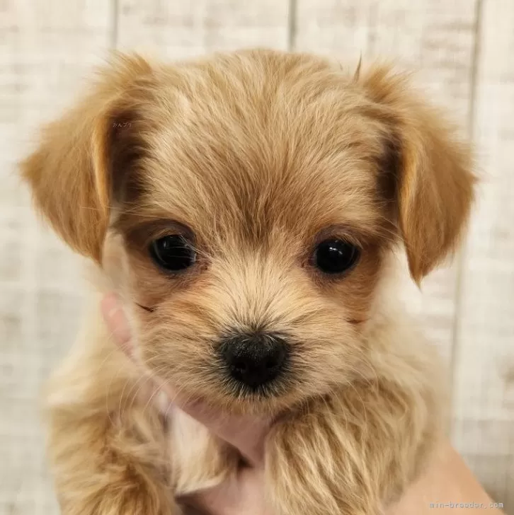 ID：2412-07699の子犬