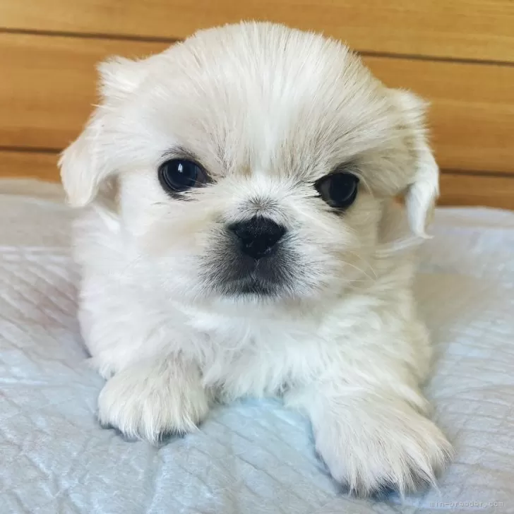ゆたか 様のお迎えした子犬