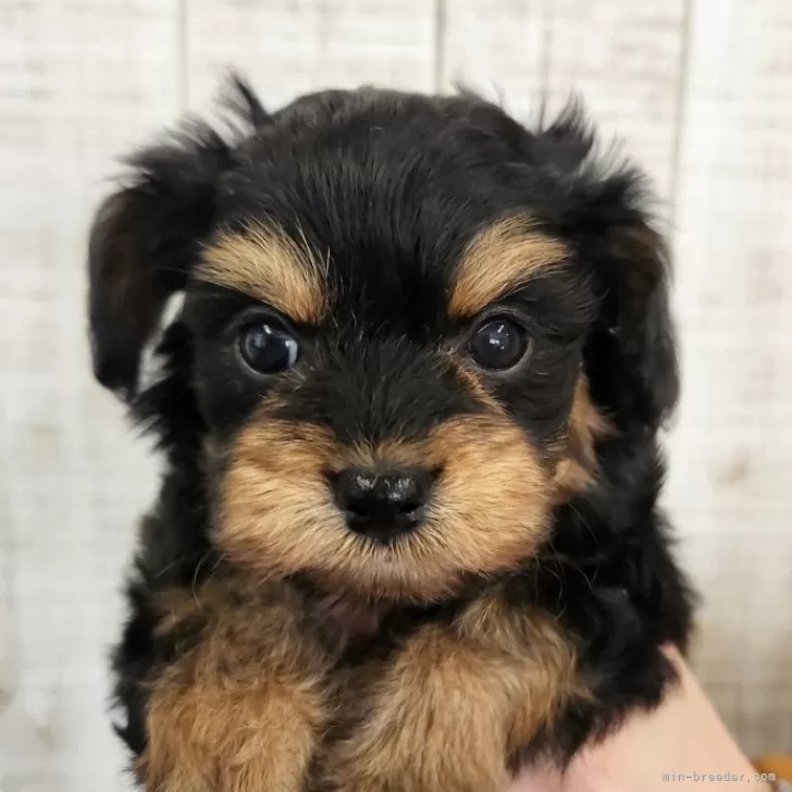 ID：2412-07474の子犬
