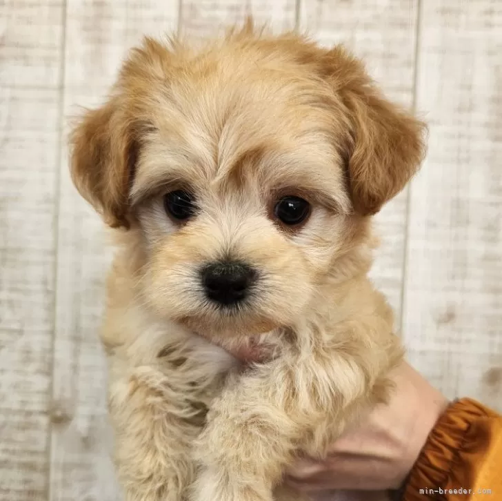 ID：2412-07471の子犬