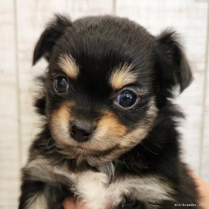 ID:2412-07479の子犬