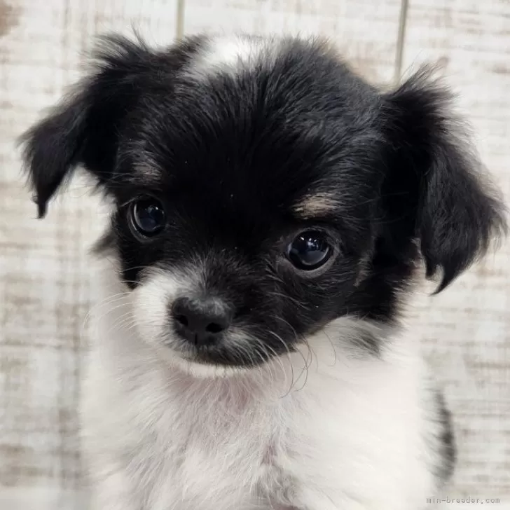 ID:2501-07239の子犬