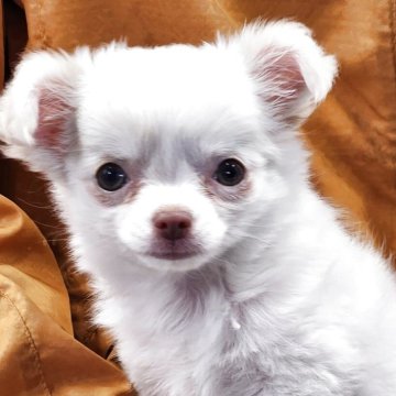 チワワ(ロング)【栃木県・女の子・2025年2月10日・ホワイト】の写真「元気過ぎて動画撮影できません😅
会いに来て下さい」