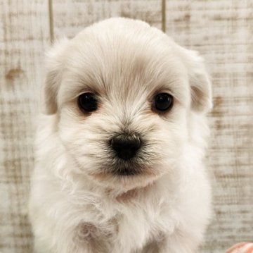 ペキプー(ペキニーズ×トイプードル)【栃木県・女の子・2025年10月10日・ホワイト】の写真「人気のMIX❣️掲載終了間近💦」