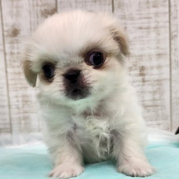 ペキニーズ【栃木県・男の子・2025年1月21日・ホワイト&クリーム】の写真「掲載終了間近‼美男美女兄妹💓」