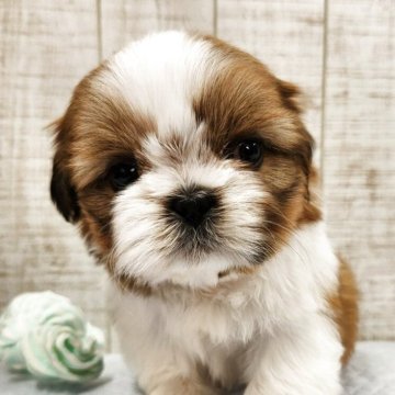 シーズー【栃木県・女の子・2025年10月12日・ゴールド&ホワイト】の写真「可愛い女の子です💕」