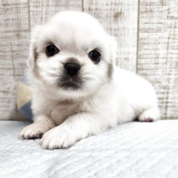 ペキニーズ【栃木県・男の子・2025年7月16日・ホワイト】の写真「愛嬌たっぷり💕可愛い5兄妹🐶」