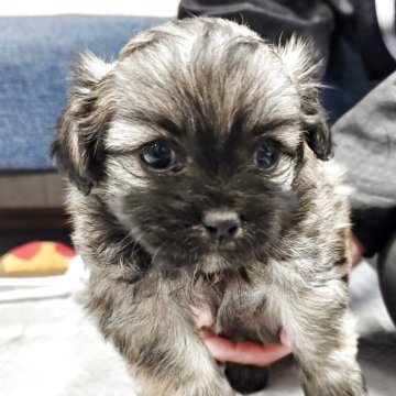 ペキプー(ペキニーズ×トイプードル)【栃木県・女の子・2025年2月25日・フォーン】の写真「人気の潰れ系ハーフ💓
パパとママのいいとこ取り」