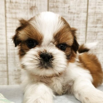 シーズー【栃木県・男の子・2025年10月12日・ゴールド&ホワイト】の写真「美男子です💕」