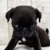 パグ