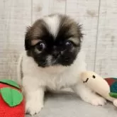 ペキニーズ