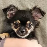 チワワ(ロング)