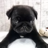パグ