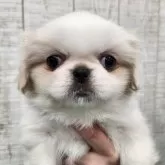 ペキニーズ