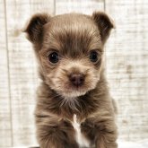 チワワ(ロング)