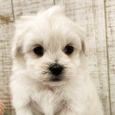 ペキプー(ペキニーズ×トイプードル)