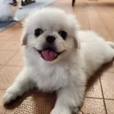 ペキニーズ