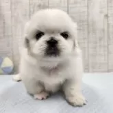 ペキニーズ【栃木県・男の子・2025年7月16日・ホワイト&クリーム】の写真2