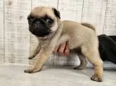 パグ【栃木県・女の子・2024年12月5日・フォーン】の写真3
