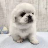 ペキニーズ【栃木県・男の子・2025年7月16日・ホワイト&クリーム】の写真3
